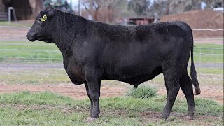 Lot 25 BHR22T270 Dunoon Spring Bull Sale 2024 [upl. by Eelana321]