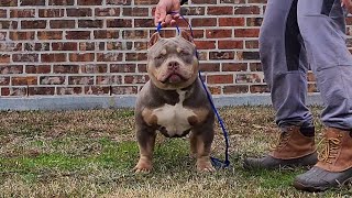 9 month old Extreme Pocket Bully Male Royal Kennels Mackaveli shorts bully puppy [upl. by Jenesia356]