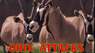 Oryx Attack Big Cats For Save Her Life  Lion Vs Oryx  Cheetah Vs Lion  Hunter Becomes Hunted [upl. by Locke]