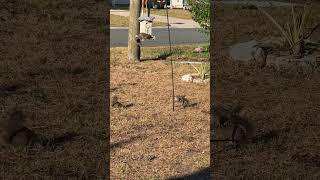 dunedin dunedinflorida nature naturelovers birdfeeder florida floridawildlife [upl. by Bobby98]