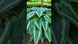 Schismatoglottis plant plants nature nurseryrhymes viralreels video views natureplants 🍃🍃🍃🍃🍃🍃 [upl. by Coats145]