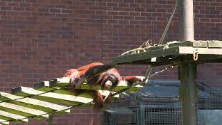 Bornean Orangutan Paignton Zoo 19th July 2024 [upl. by Adnole]