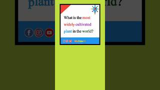 What is the most widely cultivated plant in the world quize pleasesubscribe quiz viralshorts [upl. by Airdnazxela]