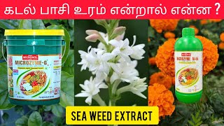 Seaweed Fertilizer  Bio Stimulent  Tamil [upl. by Nahtnoj]