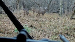 Crossbow Deer Hunt Close Range Kill [upl. by Ludly]