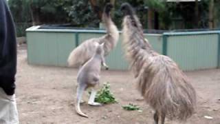 Kangaroo vs Emu FIGHT [upl. by Jelle32]