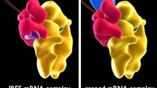 IRES  Internal RibosomeBinding Sequence [upl. by Eeresed]