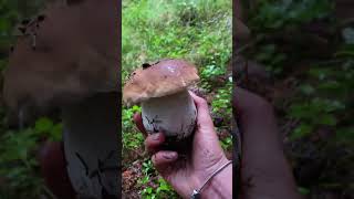 Mushroom Foraging in Autumn Seasons [upl. by Ralat]