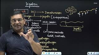 Digestion and absorption of proteins and disorders [upl. by Odama613]