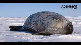 Foca anillada  Pusa hispida [upl. by Seed]