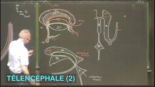 Anatomie des ventricules latéraux Télencéphale 2  Neuroanatomie 9 [upl. by Delainey679]