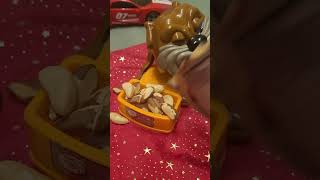 The Paranuss Nuts brazilnuts ASMR brazil Nuts for Doggie shorts 4 [upl. by Eidas]