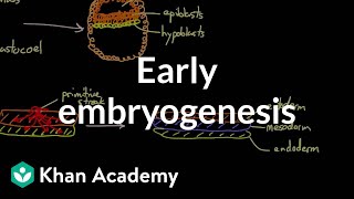 Early embryogenesis  Cleavage blastulation gastrulation and neurulation  MCAT  Khan Academy [upl. by Laval996]