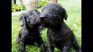 Lurcher Puppies First Day Out [upl. by Yhpos]