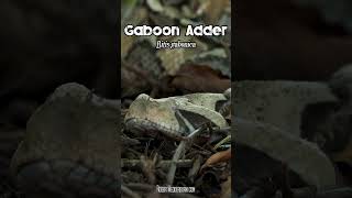 Gaboon Viper  Adder venomoussnake herpetology wildlife [upl. by Nehgem]