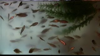 How to Keep Minnows Alive for Long Periods at Home [upl. by Maison100]