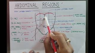 9 ABDOMINAL REGION WITH CONTENT  TRANSPYLORIC PLANE  ABDOMEN ANATOMY  MBBS  FIRST YEAR [upl. by Tcideneb57]