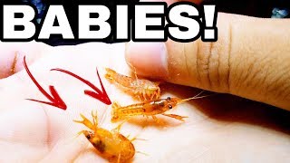 The Worlds Smallest Colorful Pet Baby Lobster [upl. by Wahs]