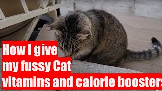 How I give my fussy cat vitamins and calorie boosters [upl. by Orson]