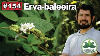 Autor da Própria Saúde  Ervabaleeira antiinflamatório antibiótico cicatrizante gastrites [upl. by Adnyc425]