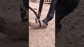 longest donkey hoof trimming hoof foryou satisfyingdonkey [upl. by Ilenay]