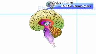 体の神経系 脳の解剖 Nervous system and Brain：理学療法士による身体活動研究 [upl. by Nicholle]