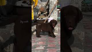 Chocolate Labrador labrador lab chocolate chocolatelabrador [upl. by Nilyad]