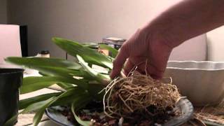 Repotting Miltonia [upl. by Dorothee]