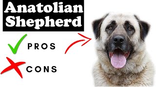 Anatolian Shepherd Dog Pros And Cons  Anatolian Shepherd Dog The Good AND The Bad [upl. by Pelagias18]