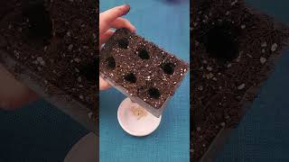 Planting Beit Alpha Cucumber Seeds [upl. by Hild]