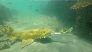 Wobbegong Shark VS Eastern Shovelnose Ray at Moreton Island [upl. by Penland]