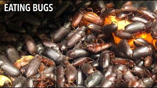 Bug Appétit Colorados first and only edible insect farm [upl. by Nalim]