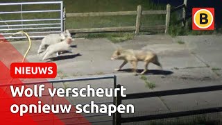 Schokkende beelden Weer valt een wolf schapen aan  Omroep Brabant [upl. by Barret]