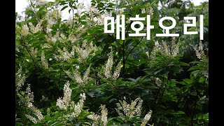 매화오리Tree clethra대마도 [upl. by Brandenburg]