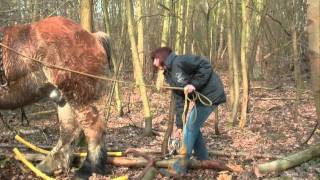 Forest Management  Bosbeheer in Bonheiden [upl. by Kilah26]