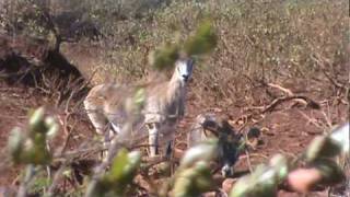 Lanai Mouflon ewes and young ram [upl. by Elrahc]