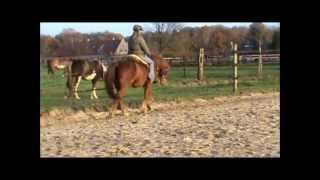 Natural Tennessee Walking Horse ridden bitless and barefooted [upl. by Refinneg]