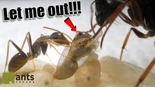 How A New Ant Hatches From Its Cocoon  AMAZING PROCESS [upl. by Ynoble]