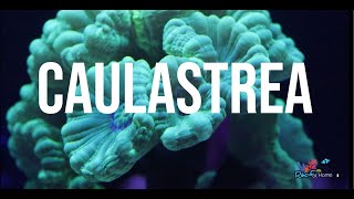 Un corail facile pour débuter  Caulastrea [upl. by Asit]