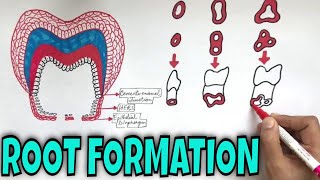 Development of Tooth  Part 3  Root Formation of Tooth [upl. by Acire]