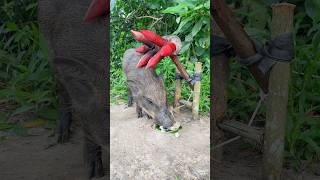 Giant Wild Boar Trap  The Power Pig Trap Make from Big Poor hammer animals wildlife shorts [upl. by Mintun998]