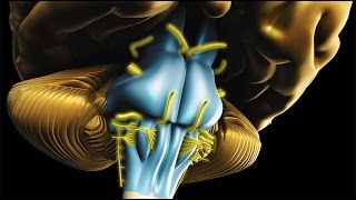 Neuroanatomy  The Brainstem [upl. by Ranna]