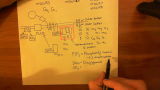 Metabotropic Glutamate Receptors Part 2 [upl. by Winton815]