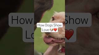 How Dogs Show Love 🐶❤️ [upl. by Hovey]