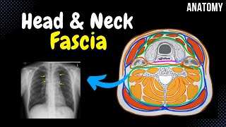 Fascia of the Head and Neck Groups Attachment Points Arrangement [upl. by Lucila]