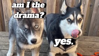 You Thought ONE Dramatic Husky Was Bad HERE’S TWO [upl. by Anniala294]