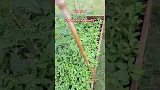 Waterleaf 💧 🍃 waterleaf water leaf backyardgardening vegetables vegetablegarden gardening 611 [upl. by Ches]