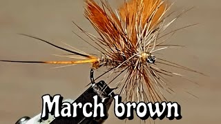 March Brown  hunting flies [upl. by Haizek]