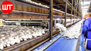 How Mushrooms are Grown amp Processed  Modern Mushrooms Farming Technology  Food Factory [upl. by Ettenirt]