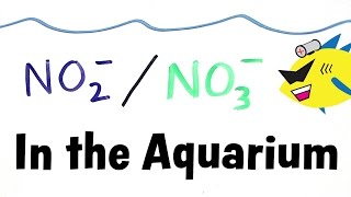 Nitrite and Nitrate in the Aquarium [upl. by Matthieu]